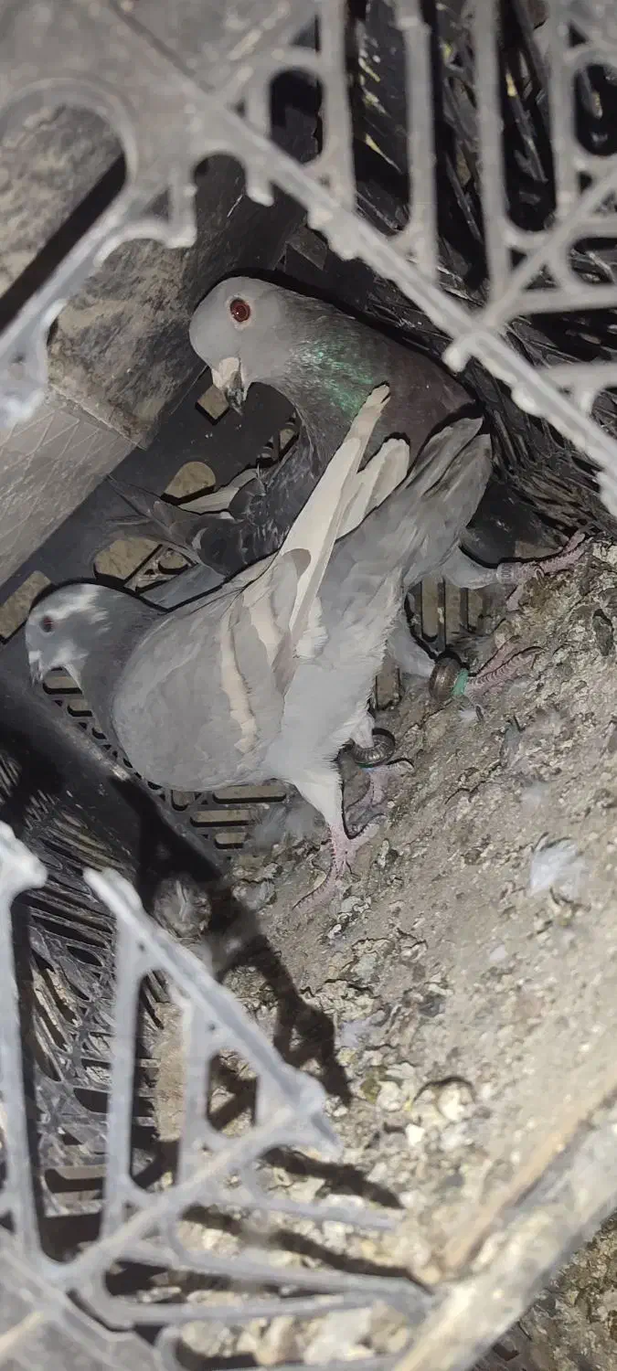 جوجه پلاکی خط زرد|پرنده|یاسوج, |دیوار