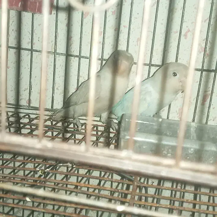 عروس و فیشر|پرنده|لار, |دیوار