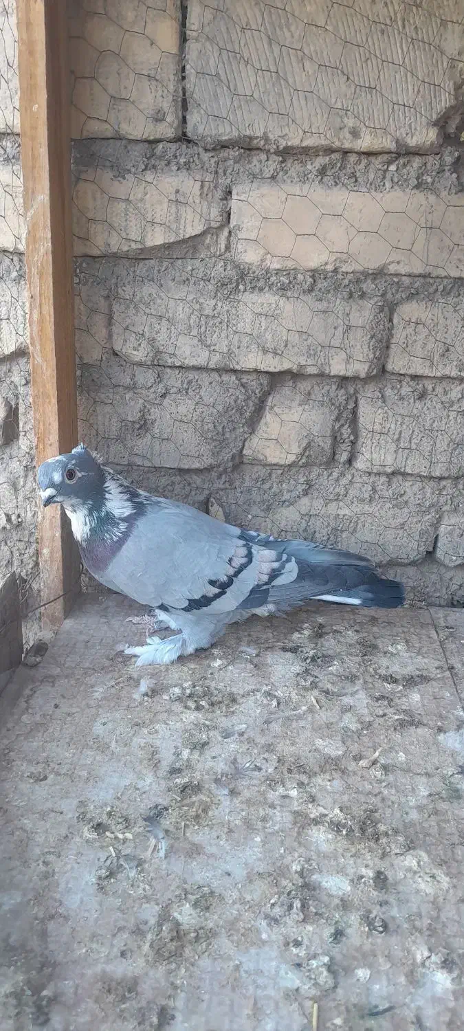 کبوتر|پرنده|اردکان, |دیوار