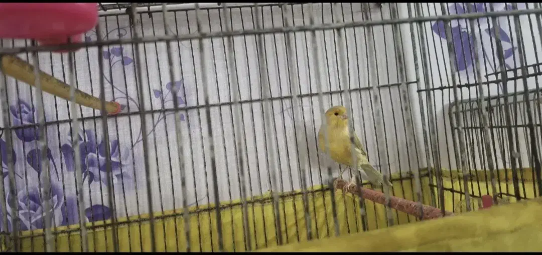 قناری نر و ماده|پرنده|رباط‌کریم, الارد|دیوار