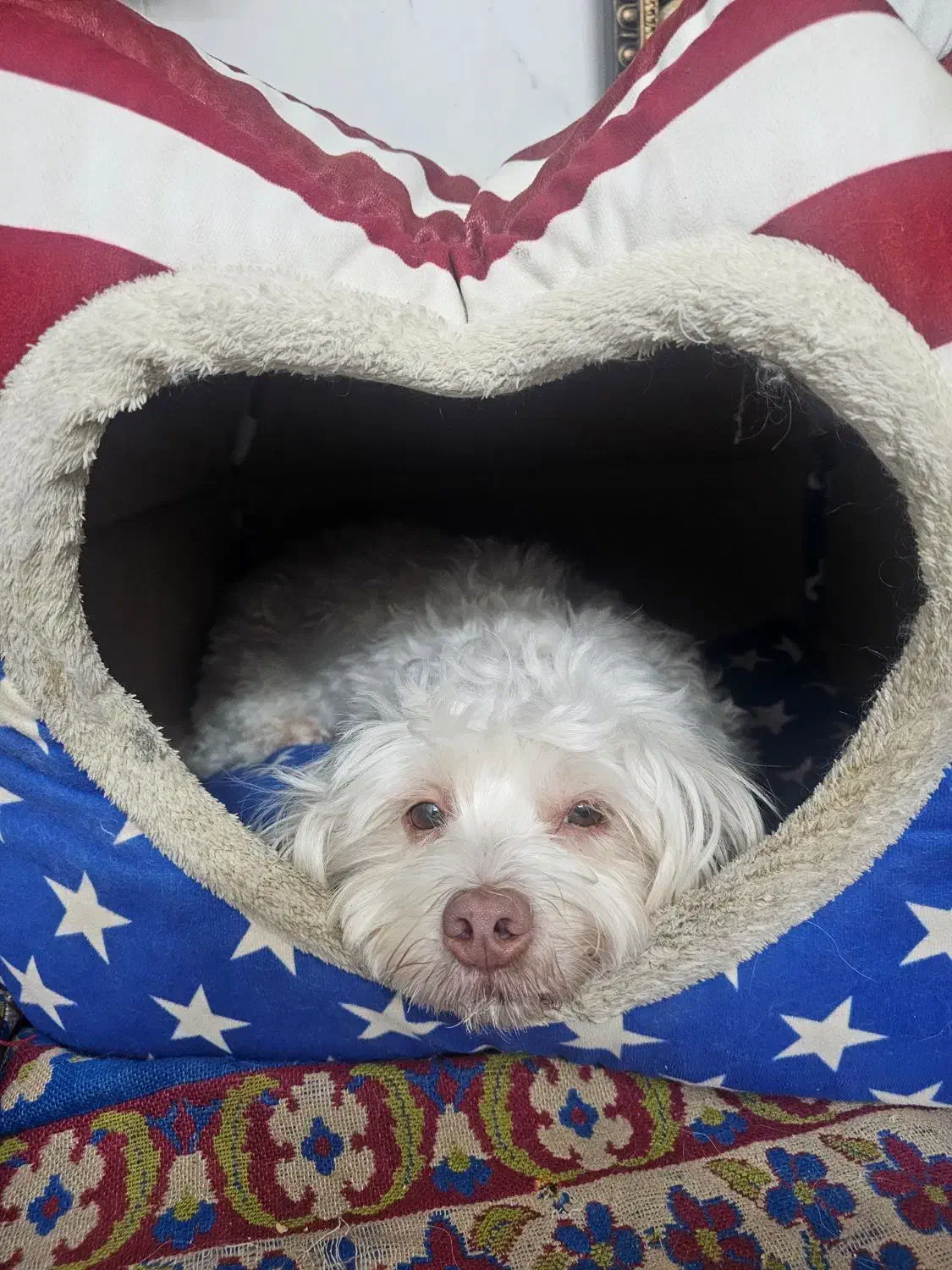 سگ گمشده 1403|حیوانات|ورامین, ورامین|دیوار