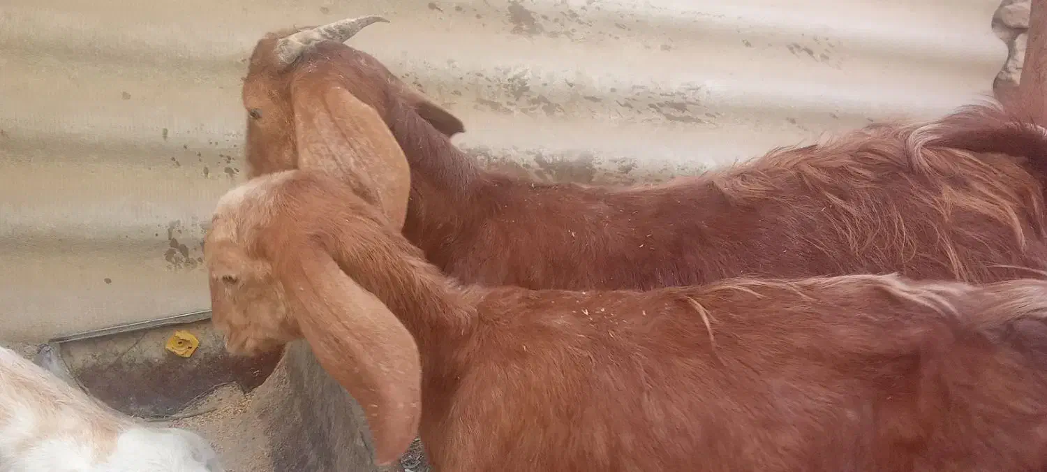 بز با دوتا بزغاله نروماده بز هم یک ماه ابست|حیوانات مزرعه|زابل, |دیوار