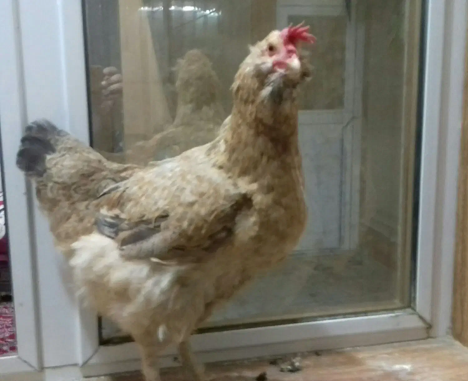 مرغ رسمی تخم گذار|حیوانات مزرعه|قم, میدان نو|دیوار