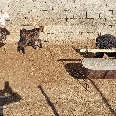 بز کهره دار فروشی|حیوانات مزرعه|آباده, |دیوار