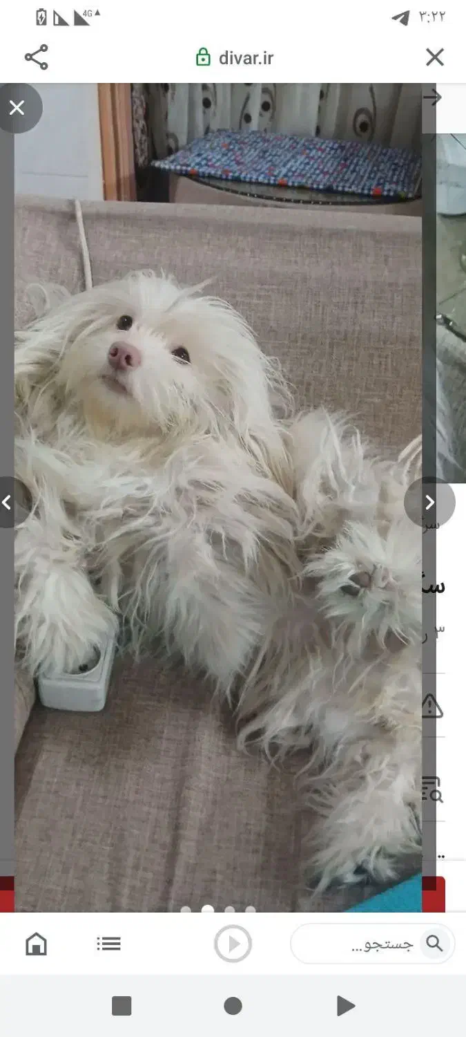 سگ شیتزو خانگی شناسنامه دار|سگ|تربت جام, معدآباد|دیوار