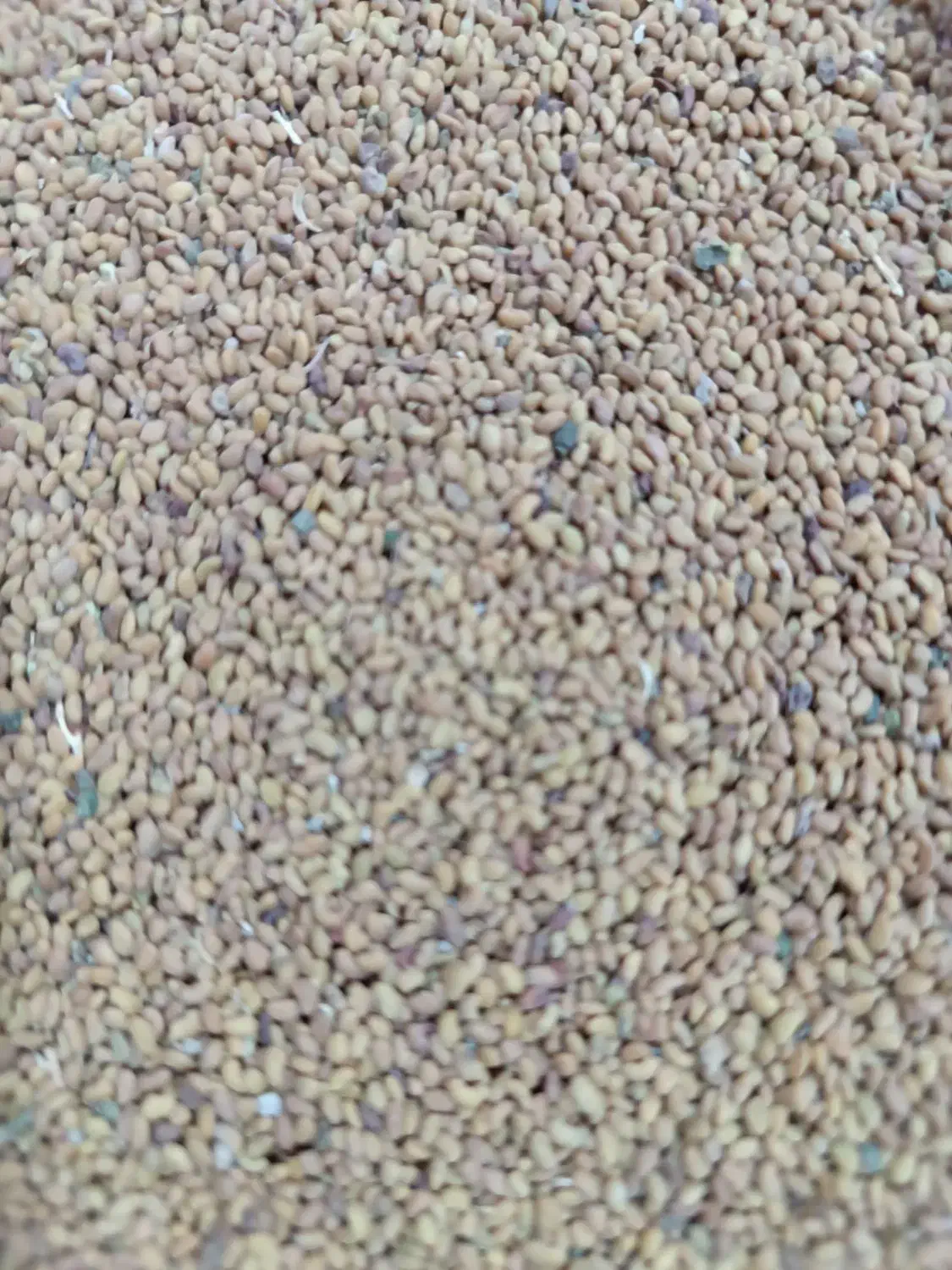 بذریونجه دستگیر|عمده‌فروشی|بهبهان, |دیوار