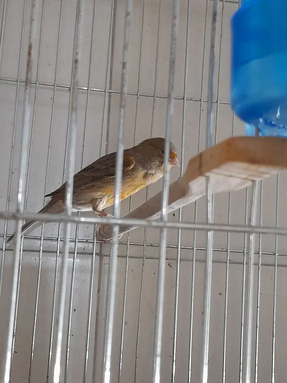 قناری|پرنده|تهران, میرداماد|دیوار