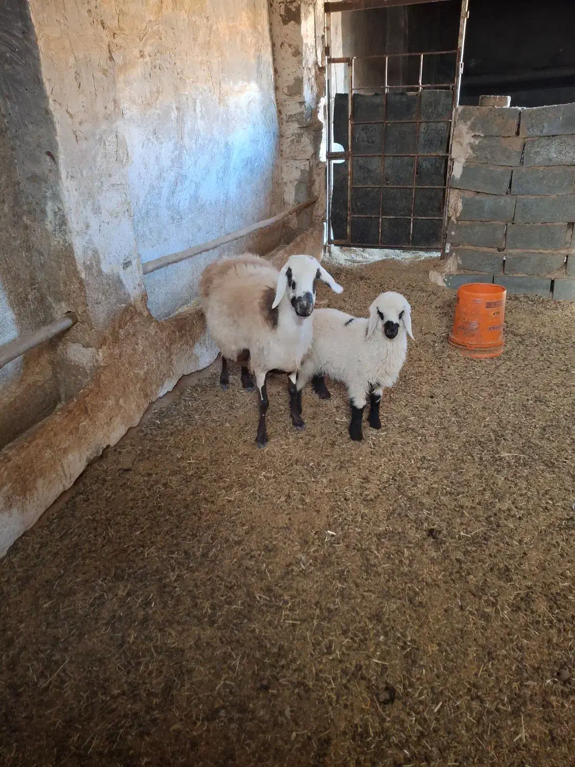 میش و بره|حیوانات مزرعه|سنگان, |دیوار