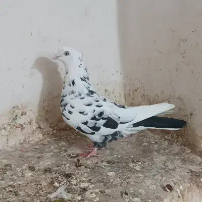 کبوتر تهرانی|پرنده|قرچک, مهدیه|دیوار