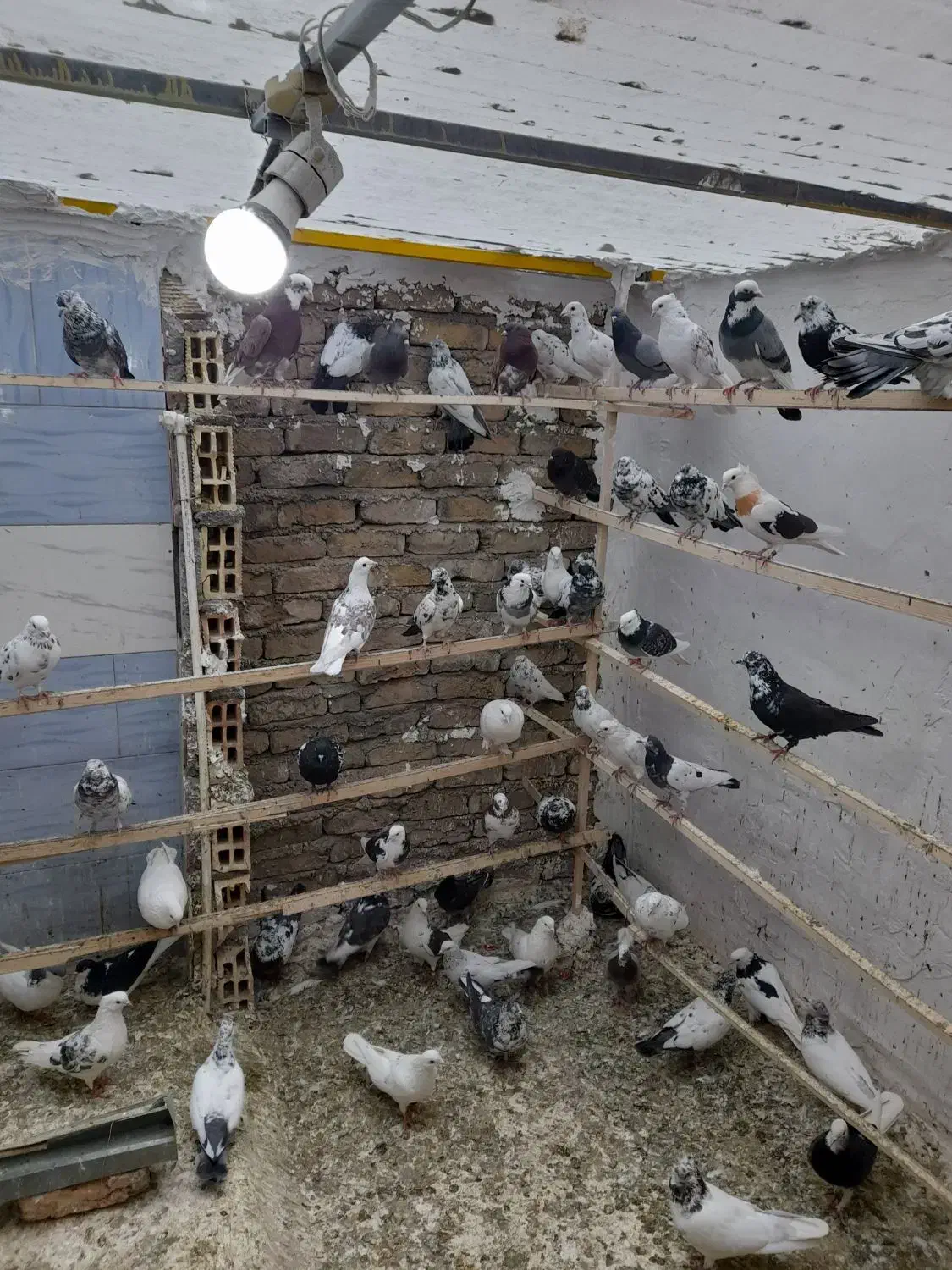 کفتر پرشی|پرنده|ماهدشت, |دیوار