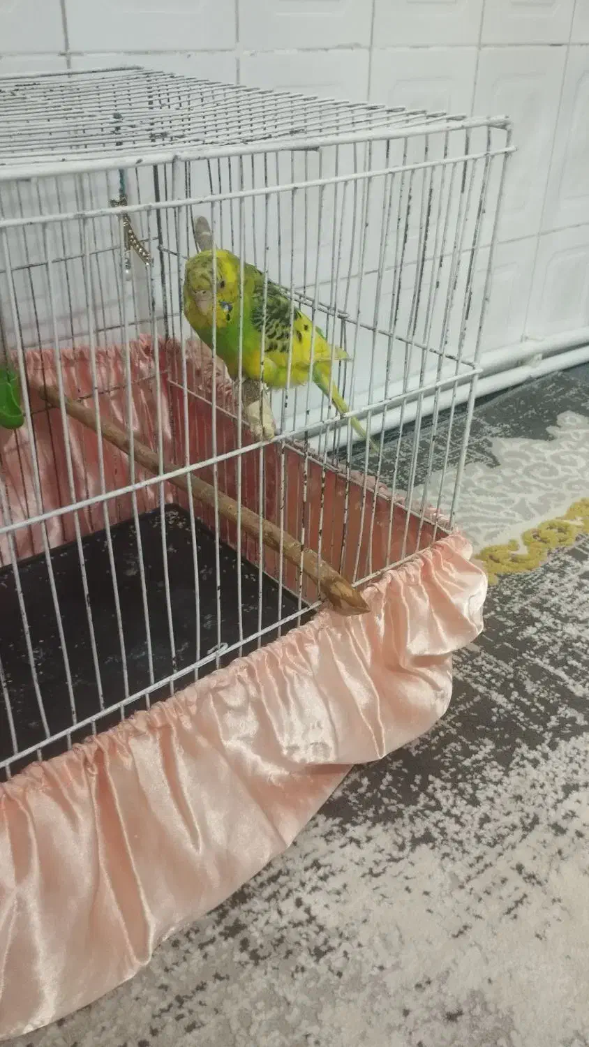 مرغ عشق|پرنده|رباط‌کریم, رباط‌کریم|دیوار