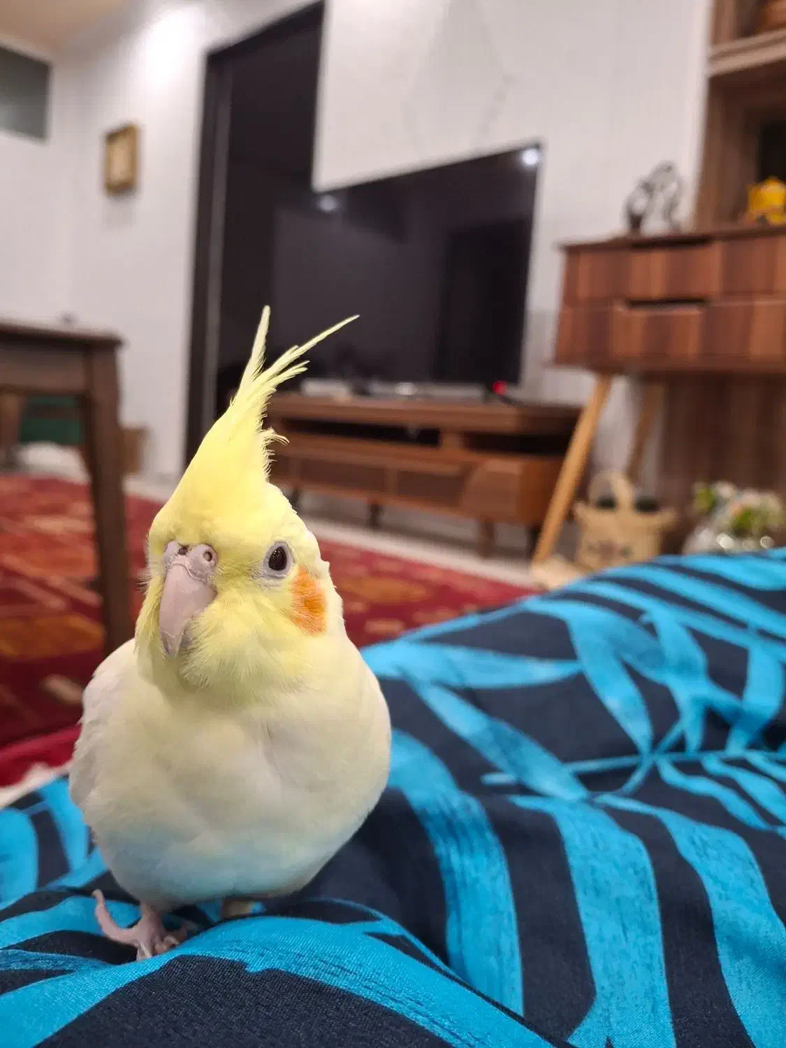 عروس هلندی نر سخنگو|پرنده|کرمانشاه, |دیوار