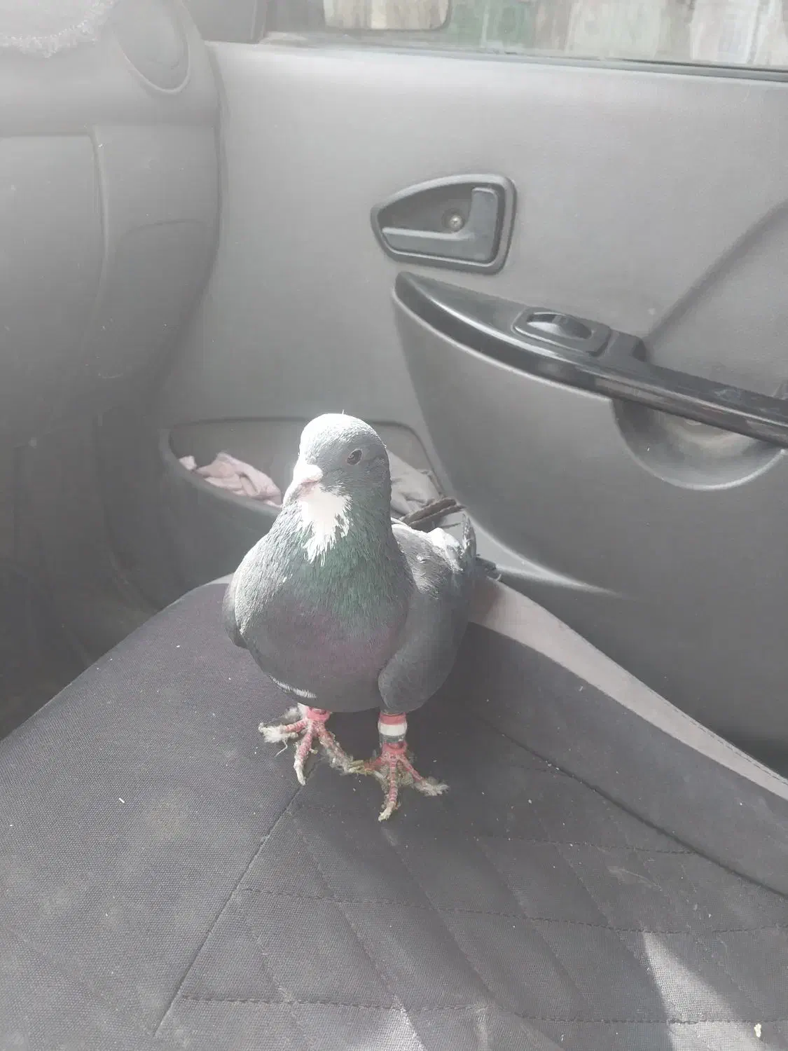 زیر خر سفید|پرنده|شیراز, کوشک میدان|دیوار