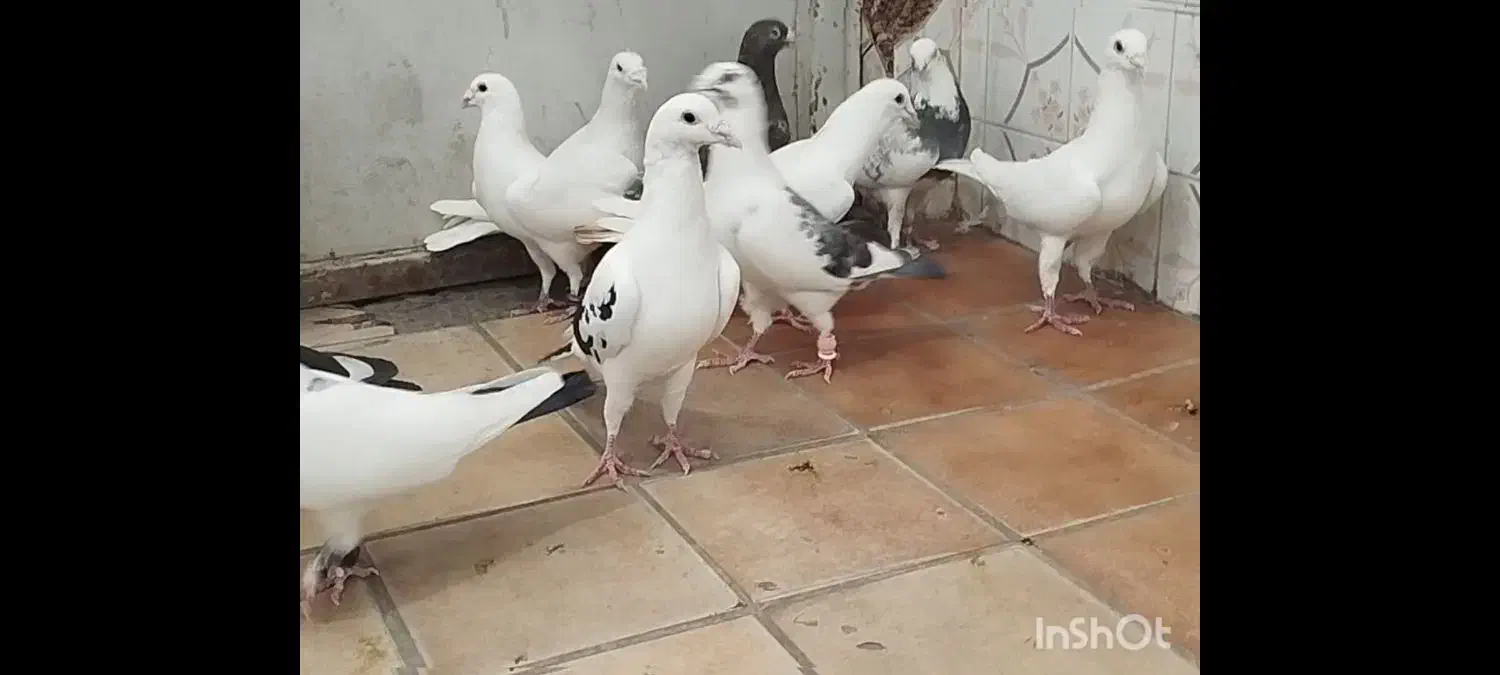 کبوتر پلاکی دورگ|پرنده|شیراز, شهرک قمشه|دیوار