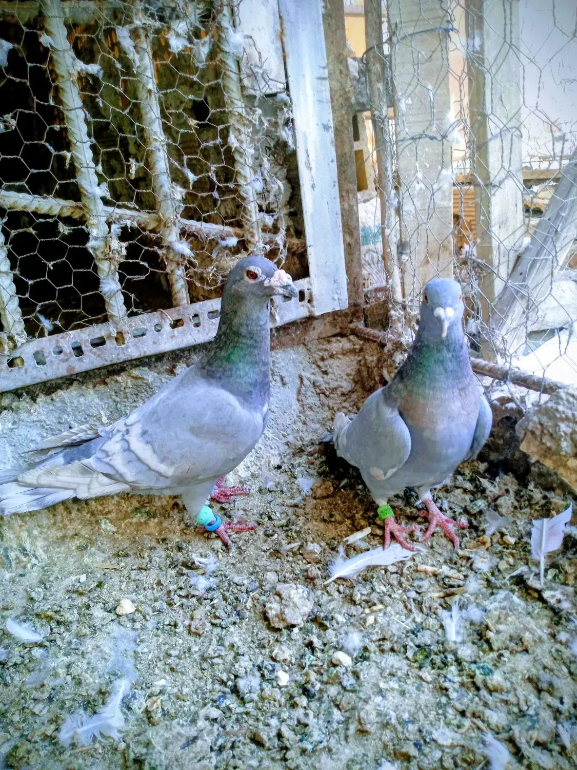 کبوتر رنگی و دورگ فروشی|پرنده|شوشتر, |دیوار