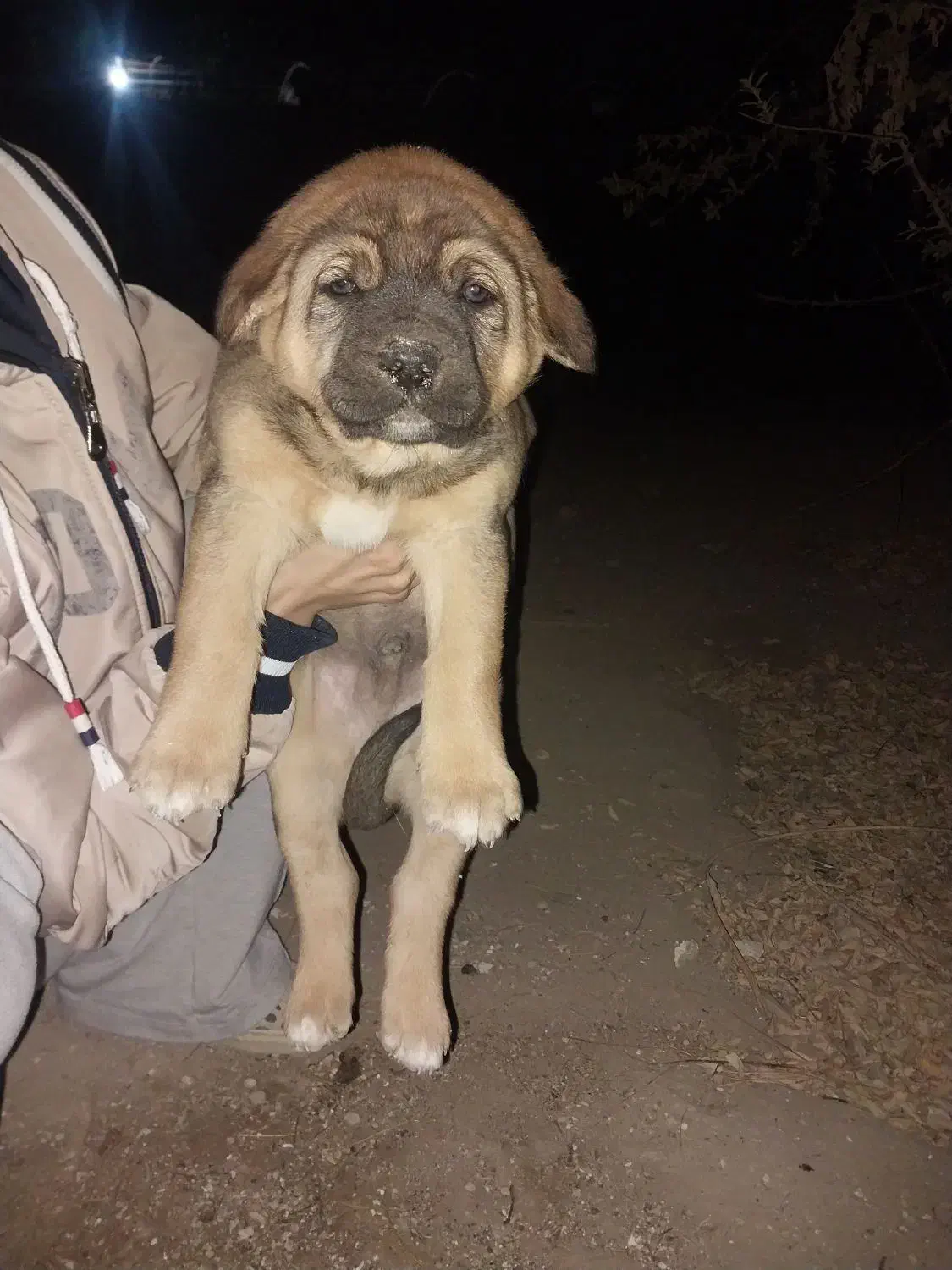 معاوضه با بچه گربه اسکاتیش|سگ|کرج, شهرک یاس جنوبی|دیوار