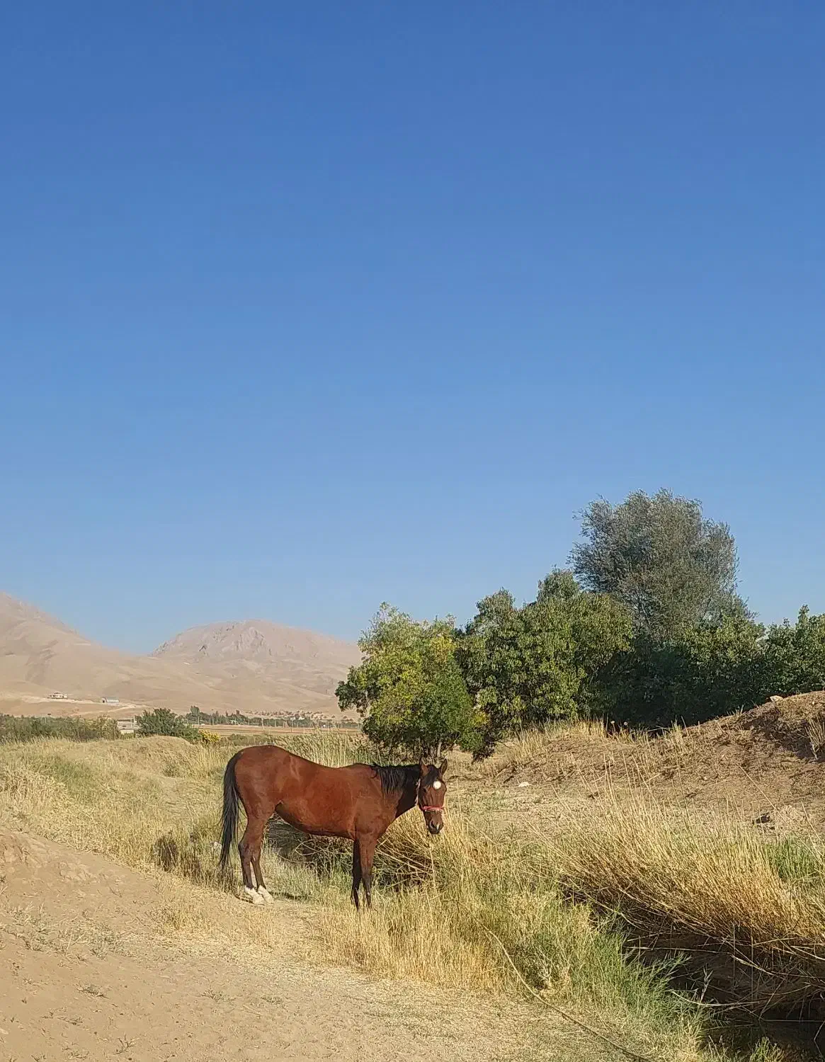 مادیان ۳ سال کاملا سالم|اسب و تجهیزات اسبسواری|فارسان, |دیوار