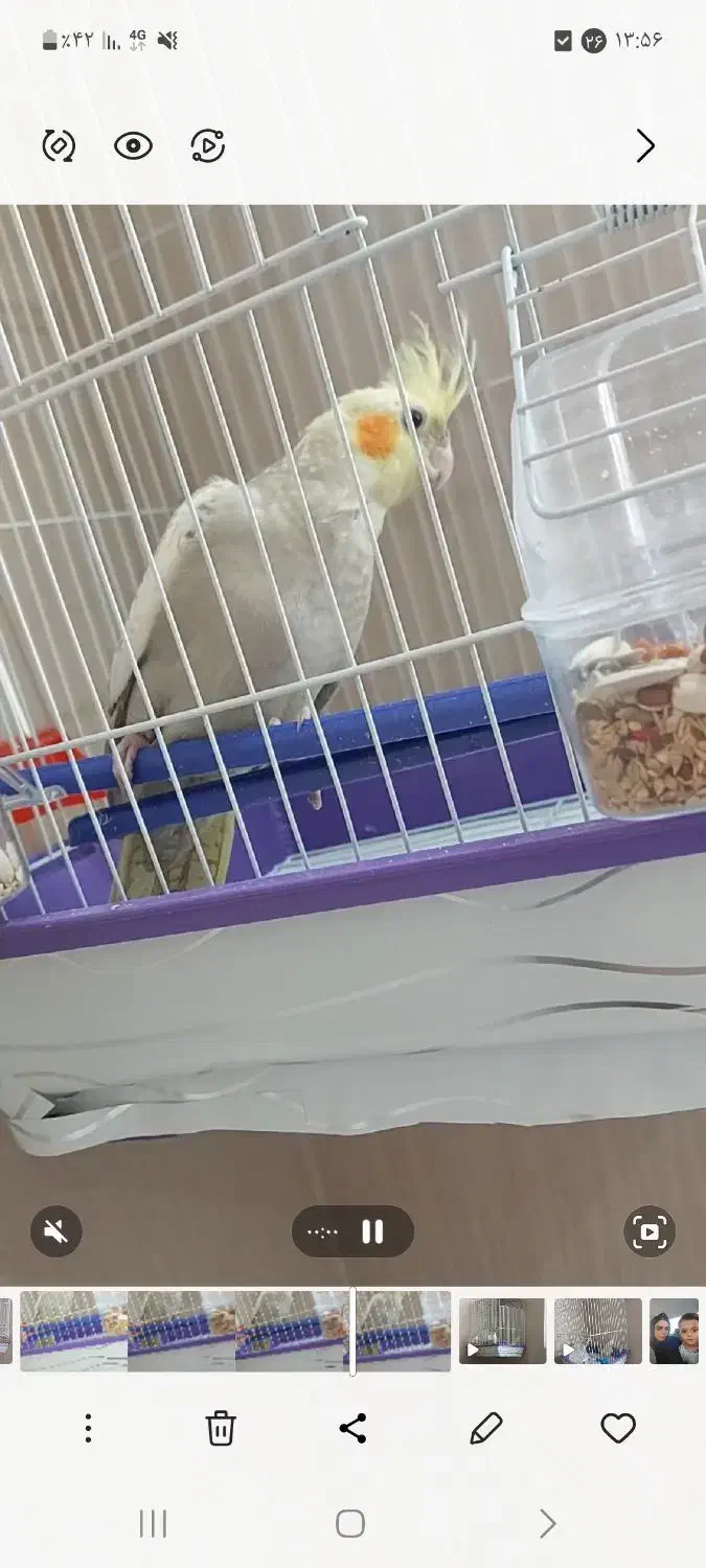 عروس هلندی|پرنده|تهران, شارق|دیوار