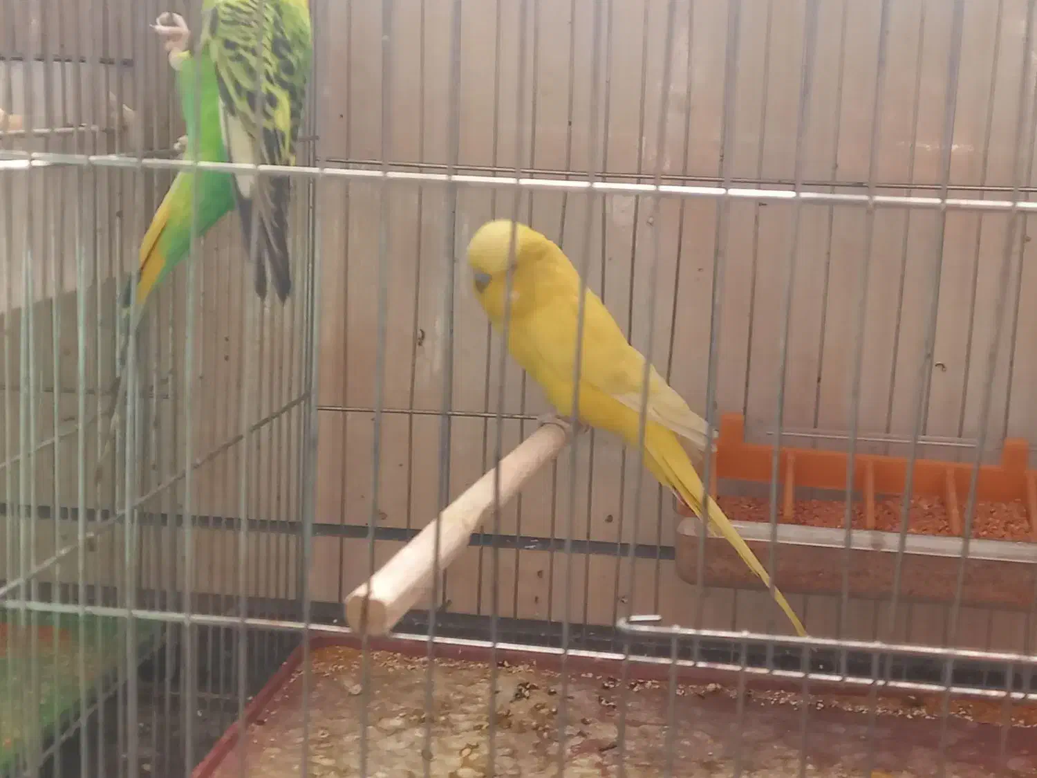 چند عدد مرغ عشق و عروس|پرنده|خمینیشهر, |دیوار