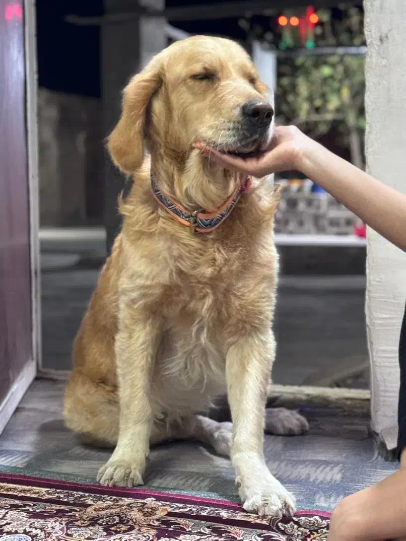 سگ گلدن|سگ|بندرلنگه, |دیوار