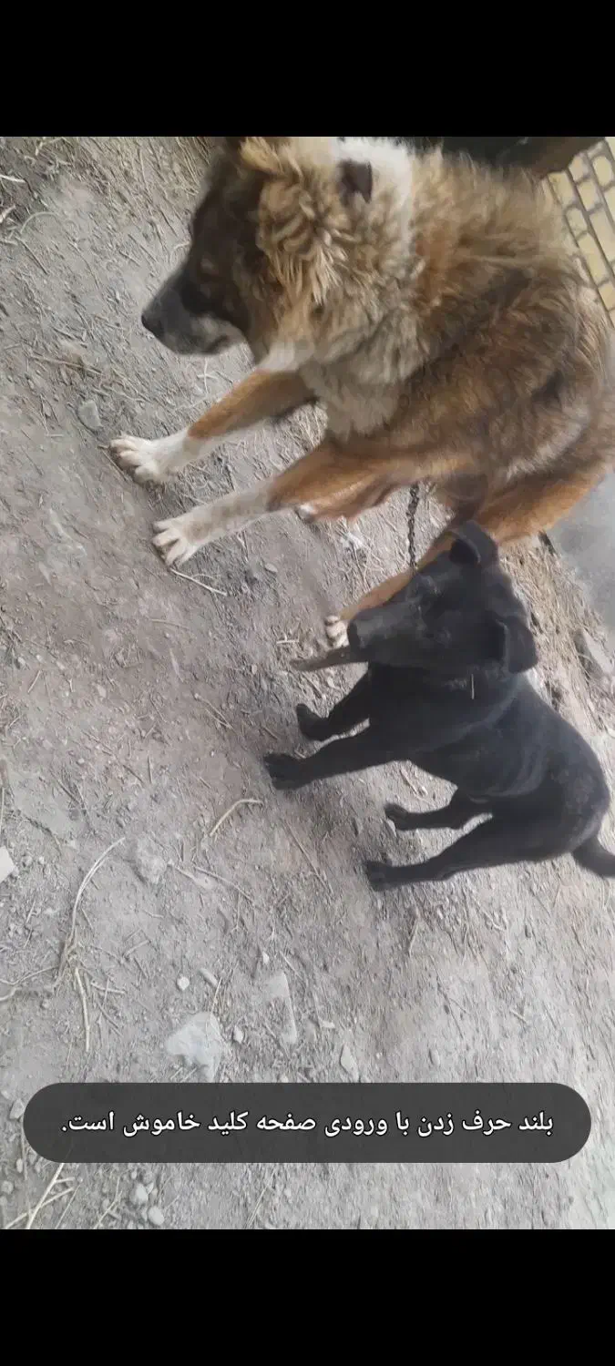 پاکوتاه فروشی|سگ|چناران, |دیوار