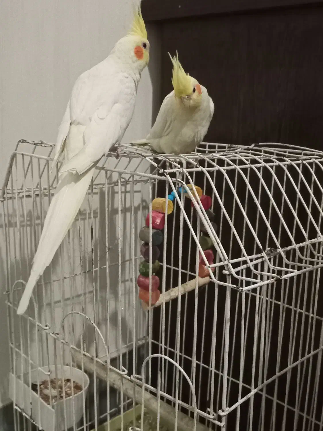 دوجفت عروس هلندی|پرنده|شریفآباد, |دیوار