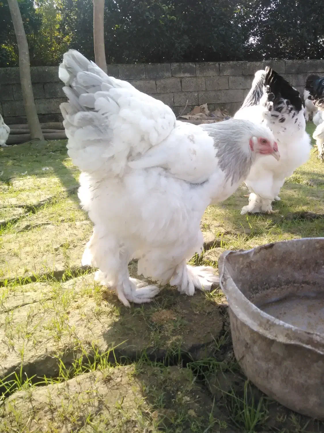 جوجه برهما لایت بلولایت و بوف|حیوانات مزرعه|بابل, |دیوار