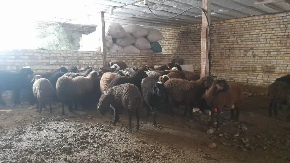 کارگر جهت کار در دامداری|استخدام سرایداری و نظافت|قزوین, |دیوار