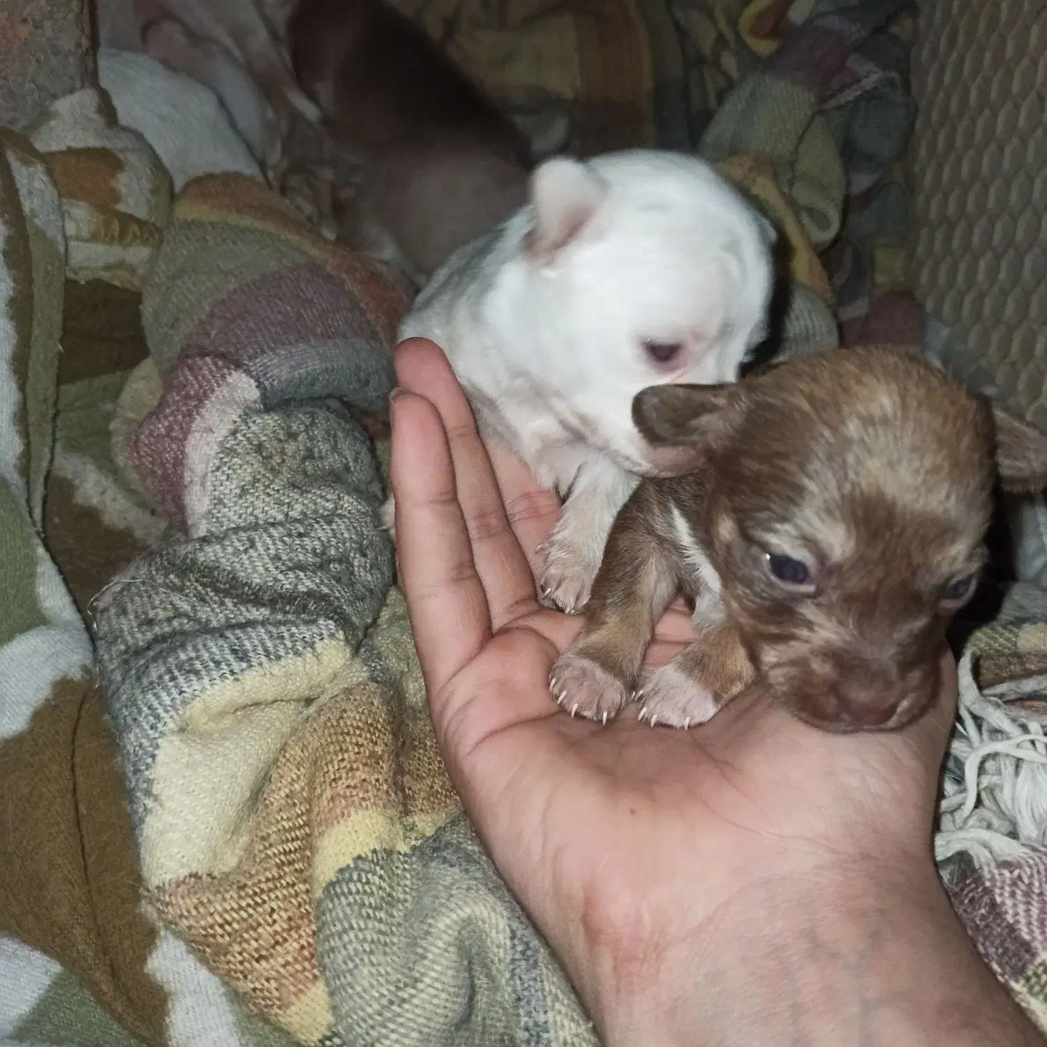 پاکوتا جیبی سایز بسیار ریز|سگ|آق قلا, |دیوار