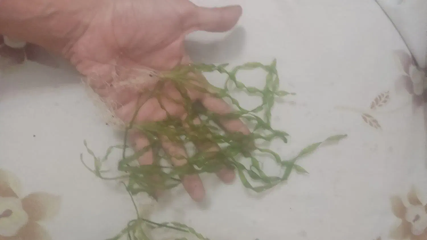 گیاه گندمی آکواریوم|ماهی|تهران, قصر فیروزه ۲|دیوار