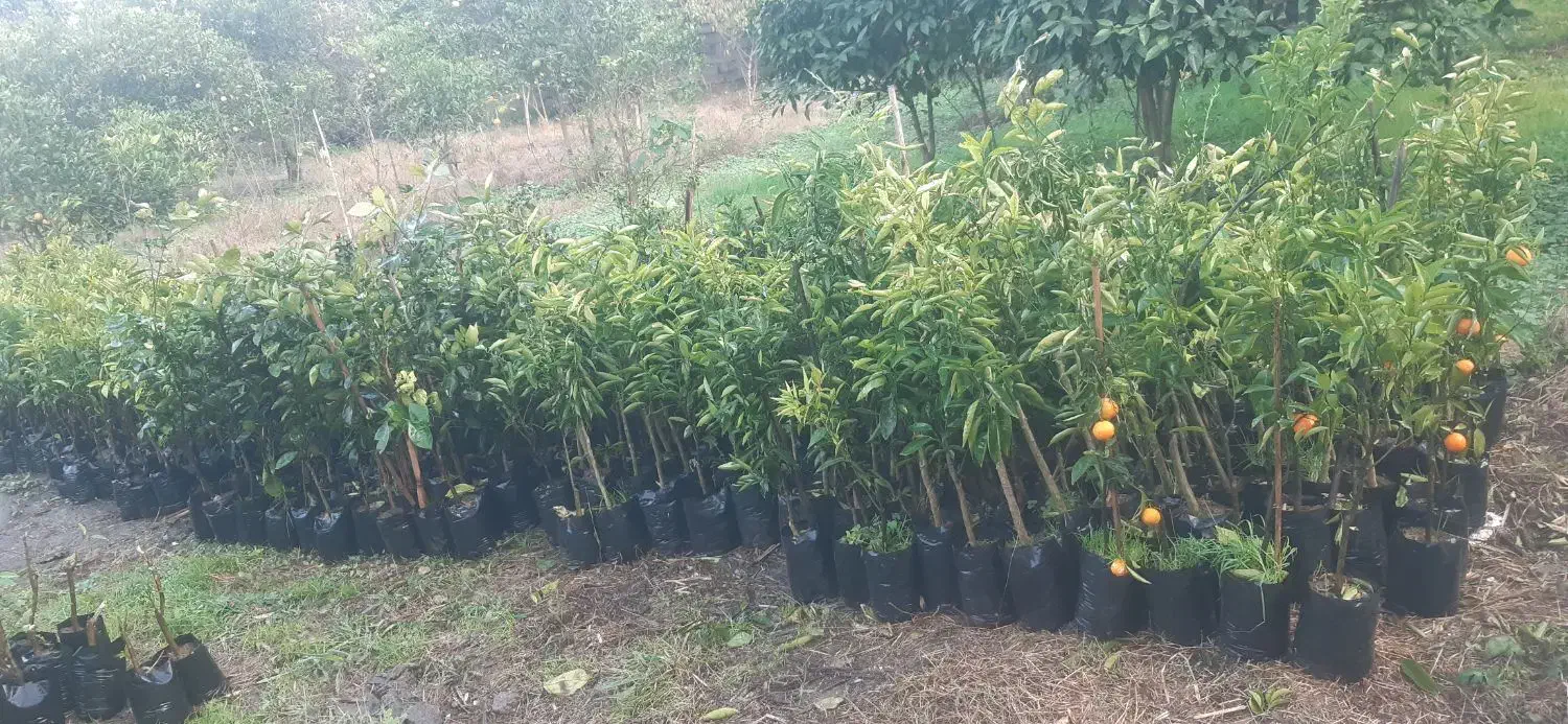 نهال مرکبات قیمت استثنایی|خدمات باغبانی و درختکاری|کومله, |دیوار