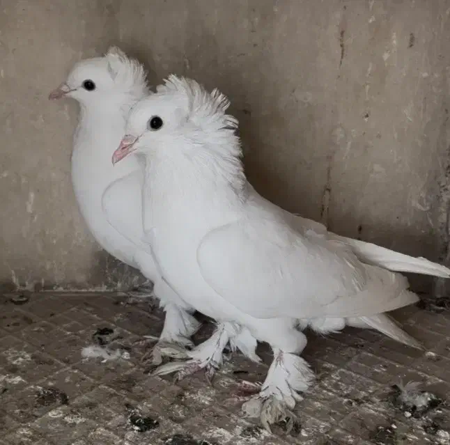 گمشده کبوتر|حیوانات|مشهد, آزادشهر|دیوار