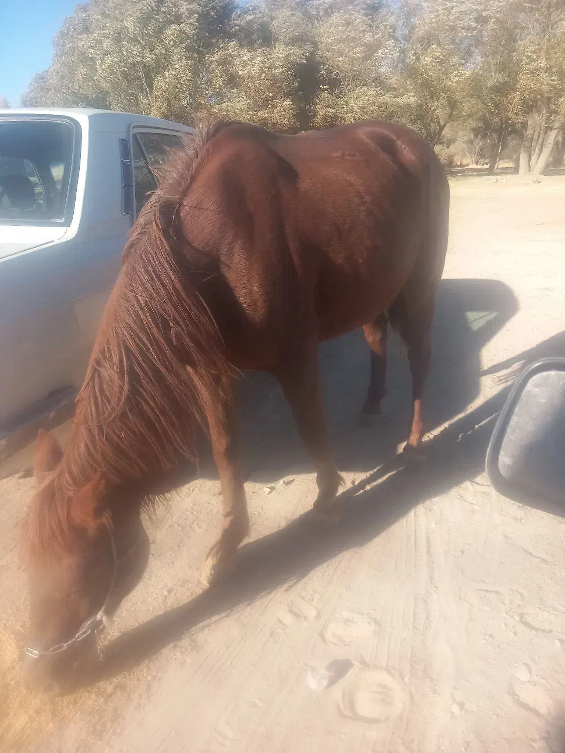 مادیان اسب|اسب و تجهیزات اسبسواری|دهگلان, |دیوار