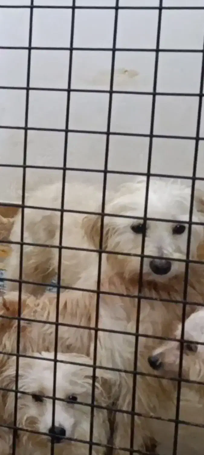 سگ گمشده پیدا کردین مژدگانی خوبی بهتون میدیم|حیوانات|صدرا-فارس, فاز ۲|دیوار