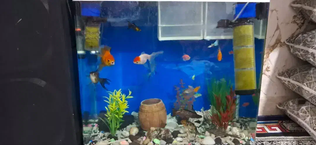آکواریوم شیشه  خم علت کمبودجا با مقداری وسایل|ماهی|پاکدشت, پاکدشت (مامازند)|دیوار