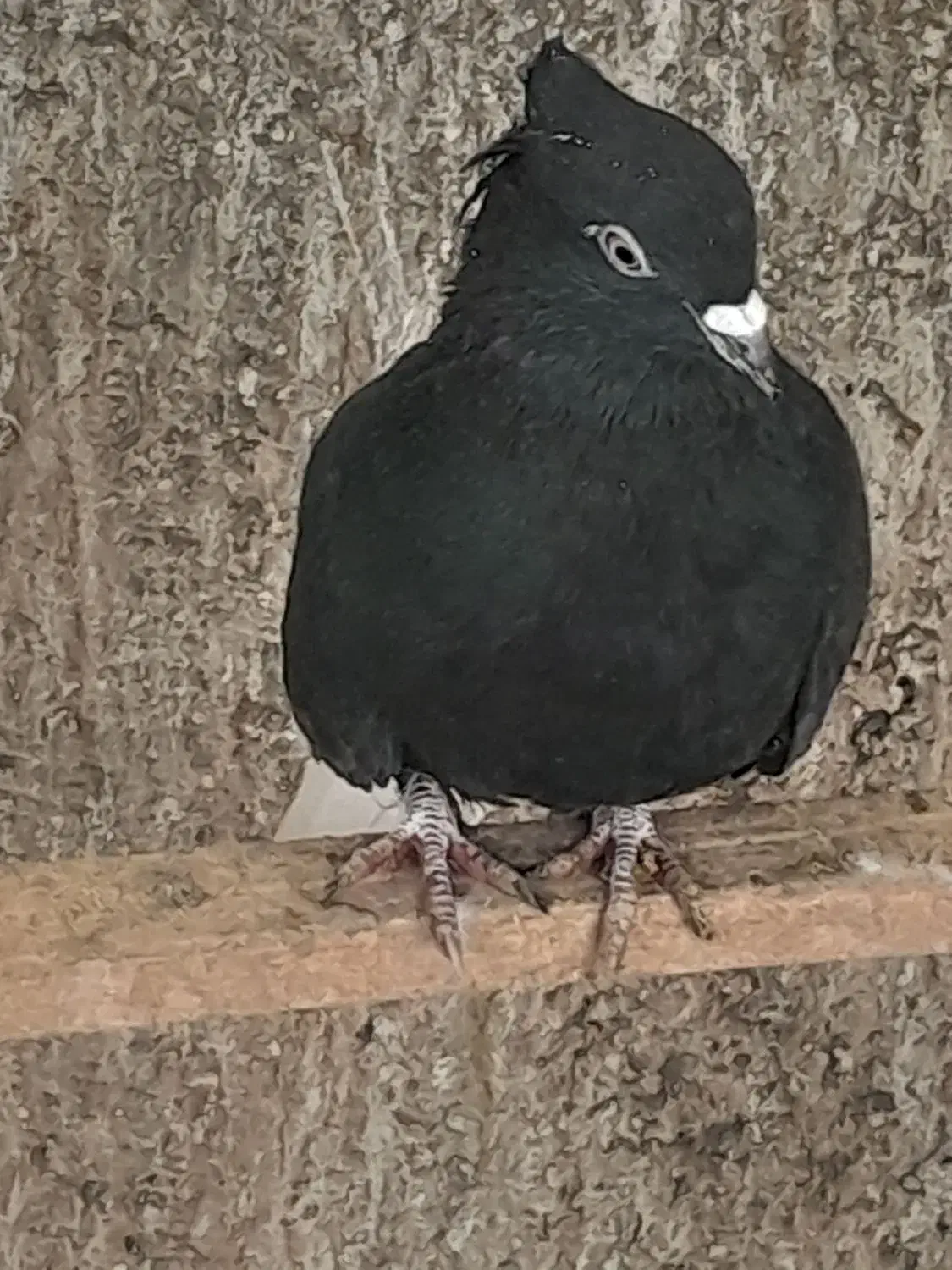 کبوتر سیاه دم سفید|پرنده|خمینی‌شهر, |دیوار