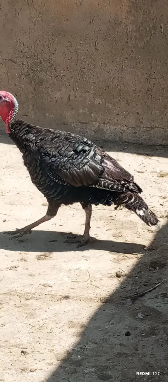 بوقلمون|حیوانات مزرعه|بروجرد, |دیوار