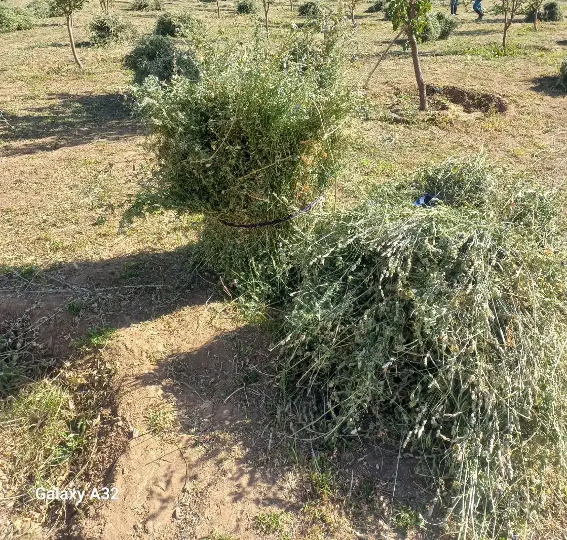 یونجه|حیوانات مزرعه|باغ حلی, |دیوار