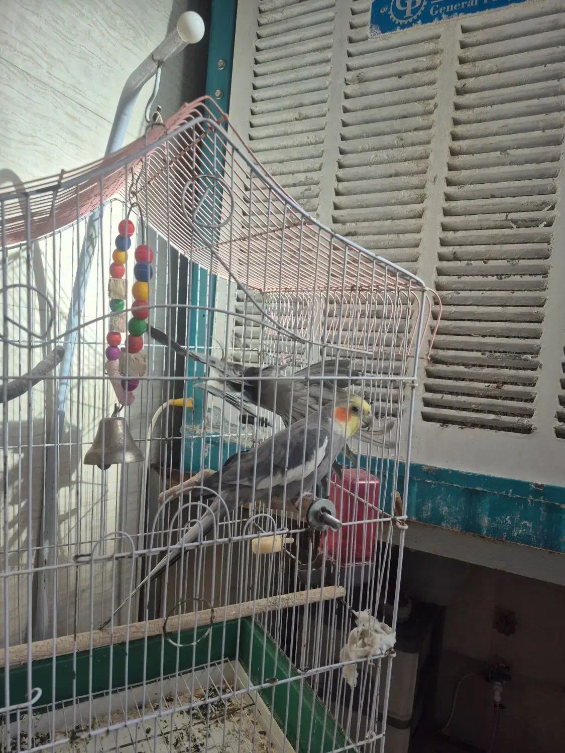 عروس هلندی|پرنده|کهریزک, |دیوار