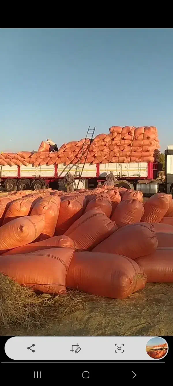 فروش کاه دیم کردستان|لوازم جانبی حیوانات|قلندر آباد, |دیوار