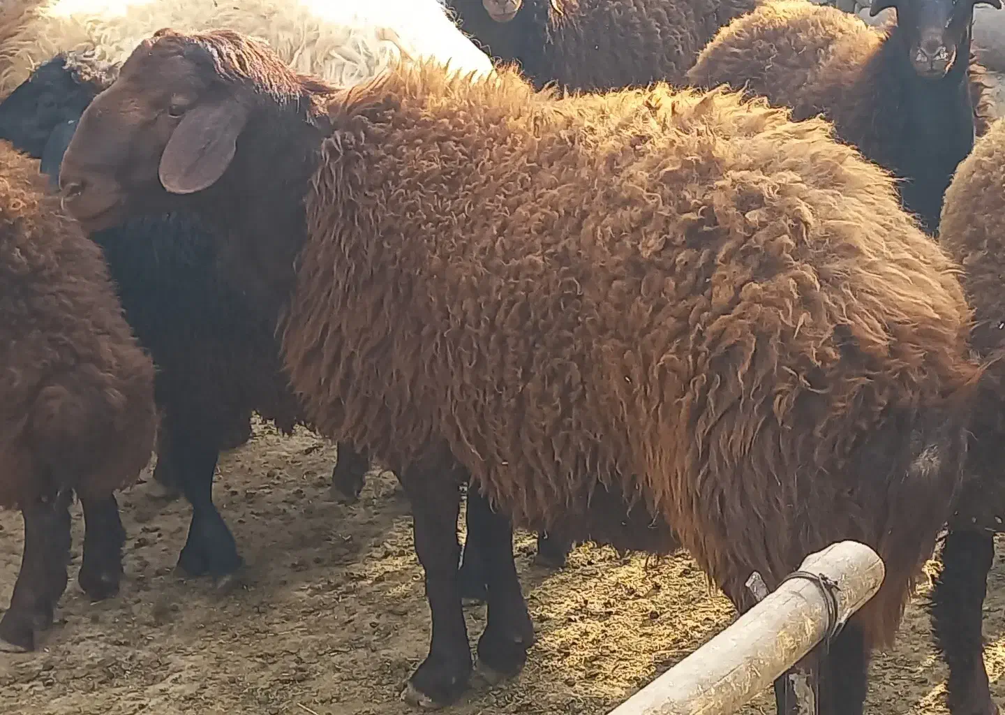 بره چاق کشتاری|حیوانات مزرعه|عطاملک, |دیوار