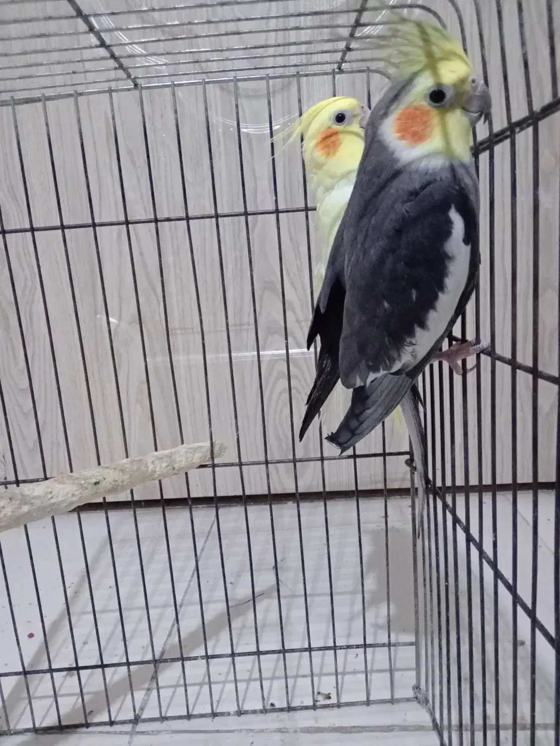 جفت عروس هلندی|پرنده|بندرعباس, |دیوار