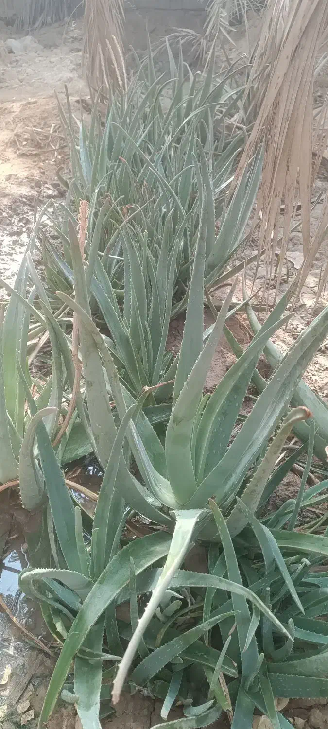 الوارا|گل و گیاه طبیعی|بندر ماهشهر, |دیوار