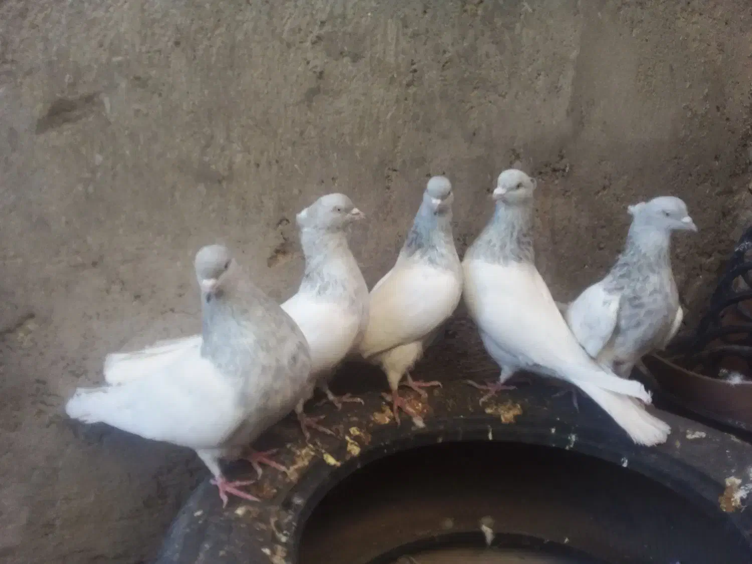 کله الماسی|پرنده|جیرفت, |دیوار