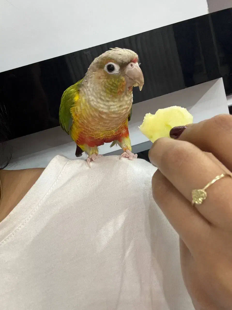 گرینچیک گمشده مژدگانی داده میشود|حیوانات|مشهد, ثامن|دیوار