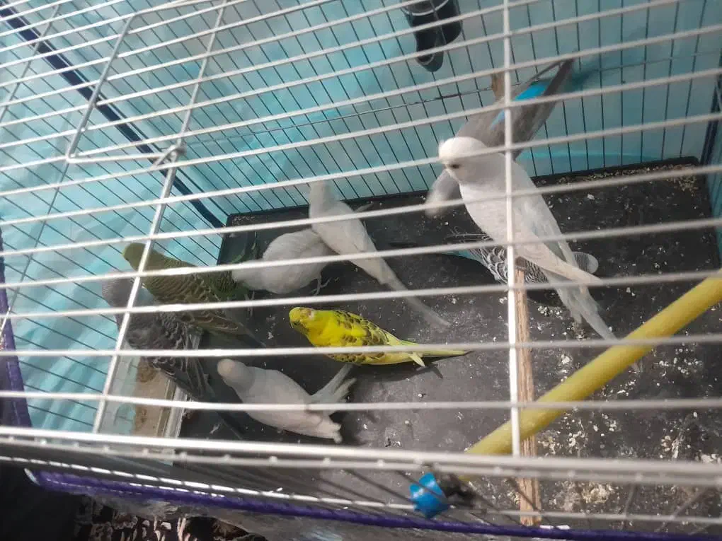 مرغ عشق|پرنده|قلعه قاضی, |دیوار