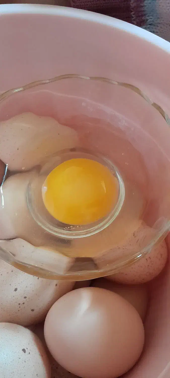 تخم مرغ محلی|خوردنی و آشامیدنی|کرمان, |دیوار