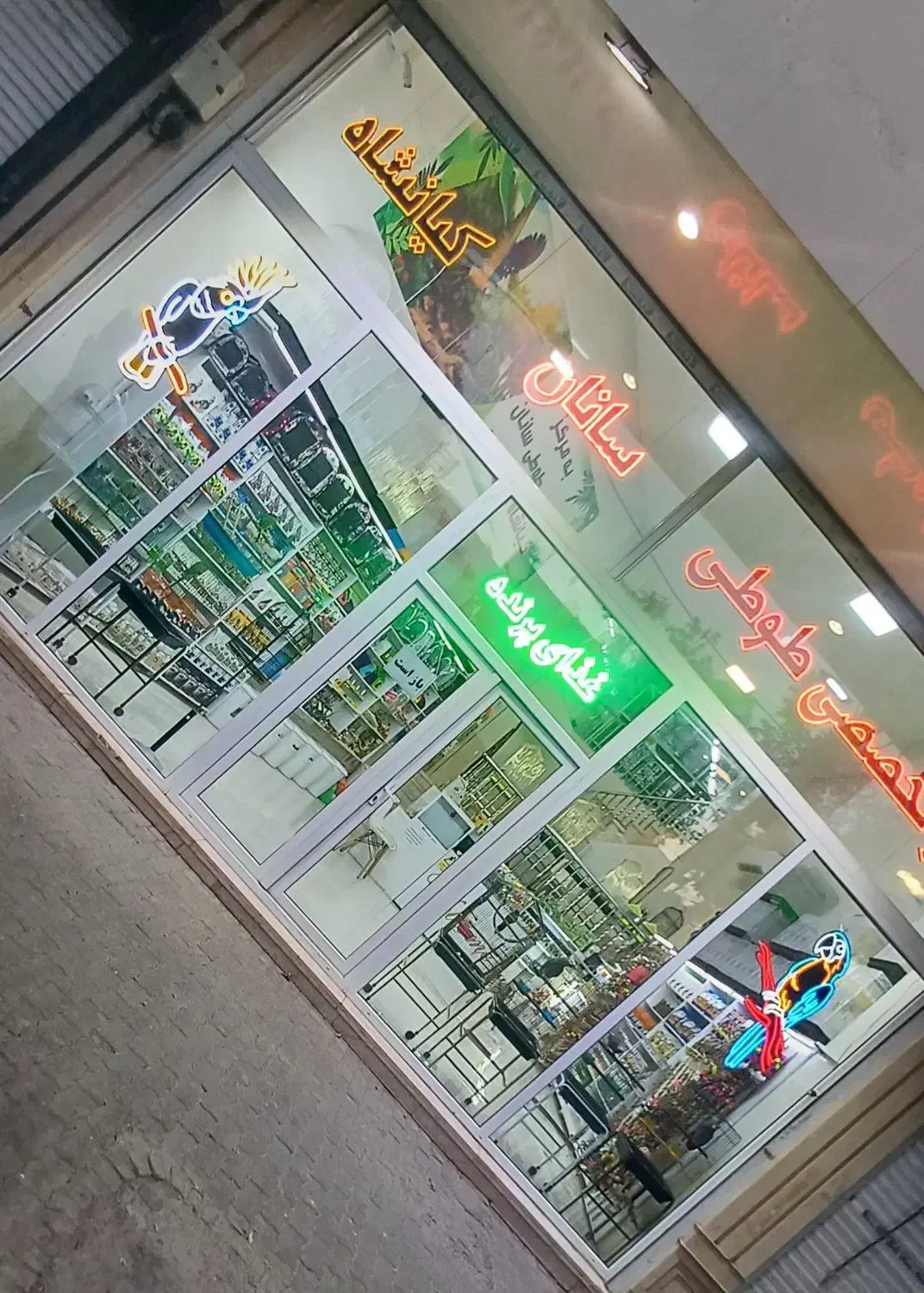 خریدار و فروشنده انواع طوطی سان در نیشابور|پرنده|نیشابور, هفده شهریور|دیوار