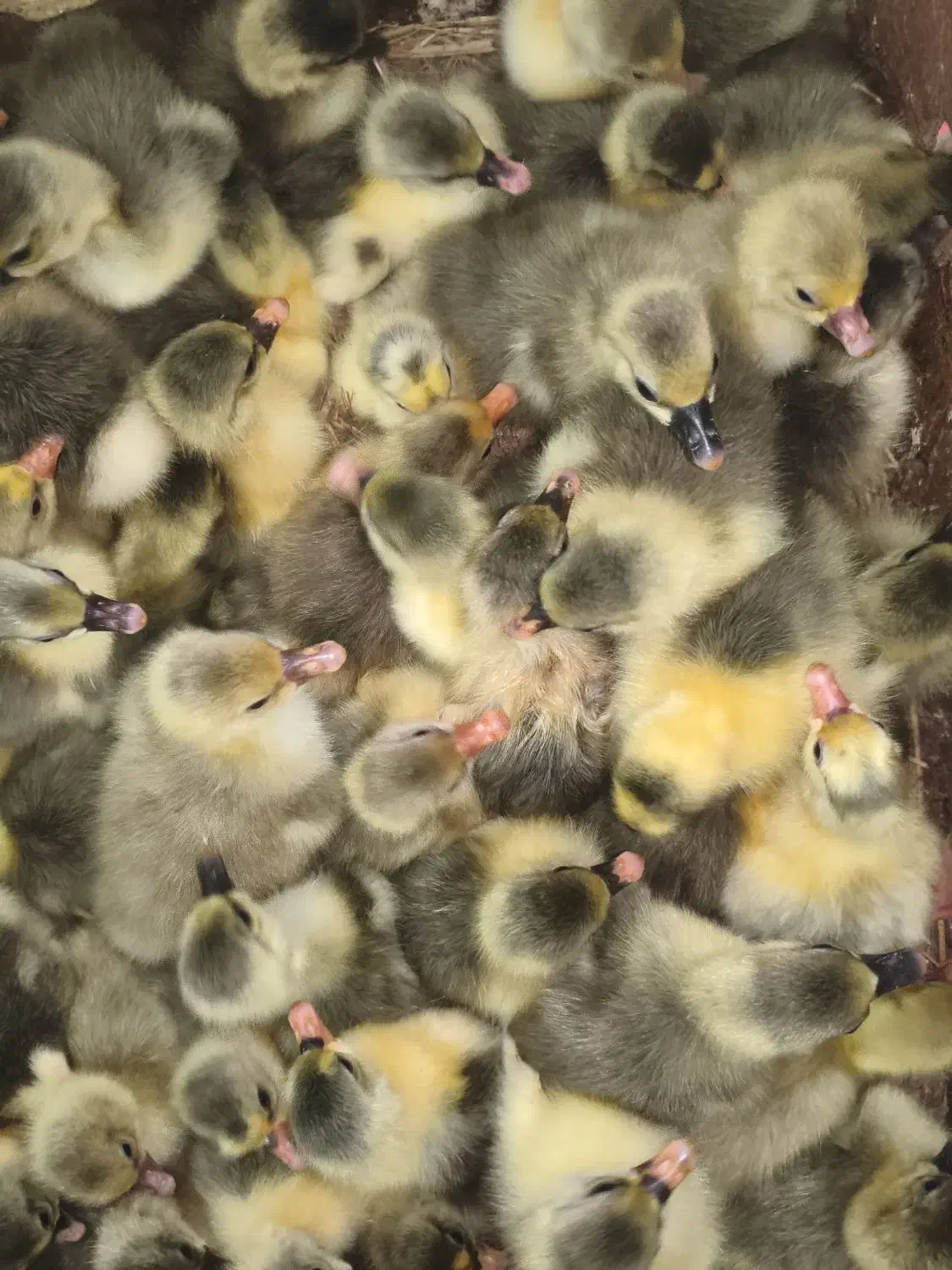 جوجه غاز درجه یک|حیوانات مزرعه|قائم‌شهر, |دیوار