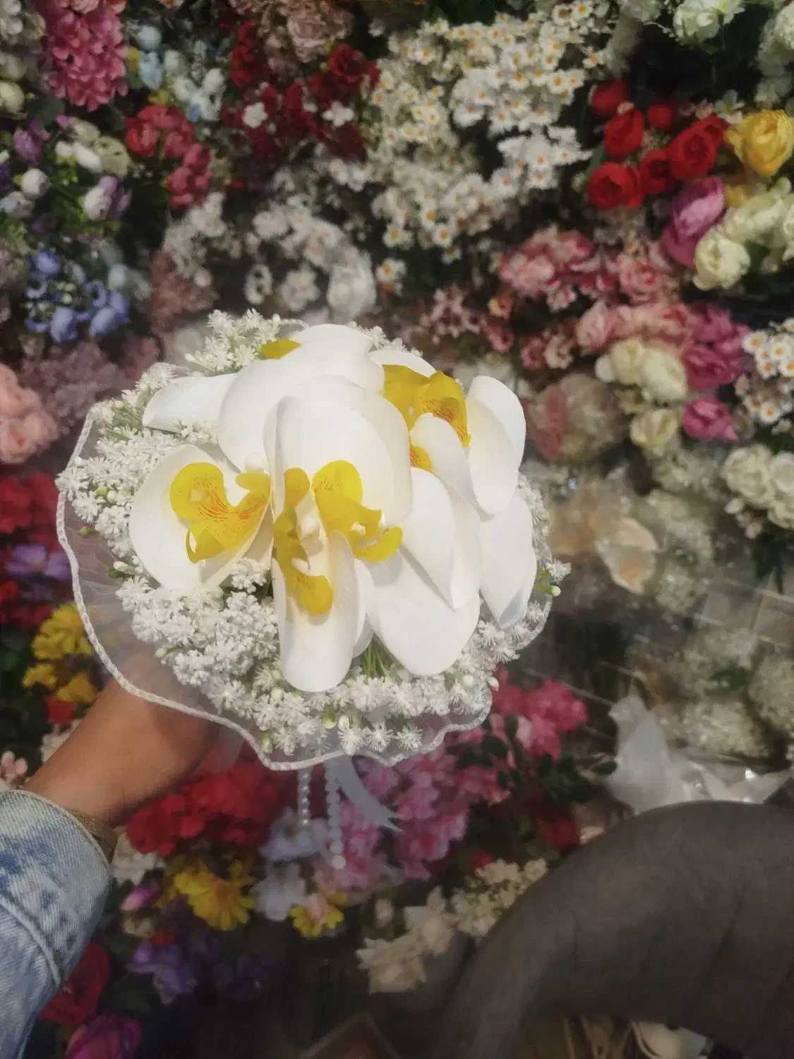 گل عروس|گل و گیاه طبیعی|شیراز, گویم|دیوار